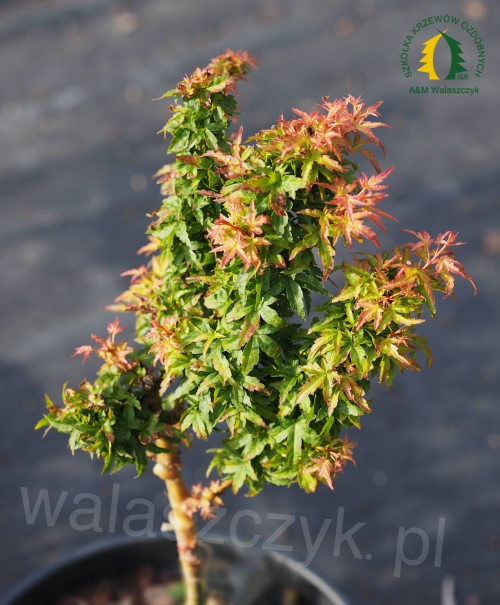 Acer palmatum 'Shishigashira'